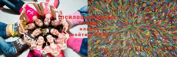 индика Богородицк